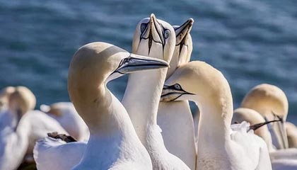 _爱游戏官方_ 中国女足在友谊赛中完胜对手，士气高涨_，有没有女足的游戏