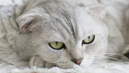 摩特迪弗难逃降级厄运，输掉法甲艰难战役，摩特dctf