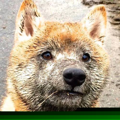 _巴黎女单冠军揭晓:新生代崛起,战火不断_,巴黎女球迷