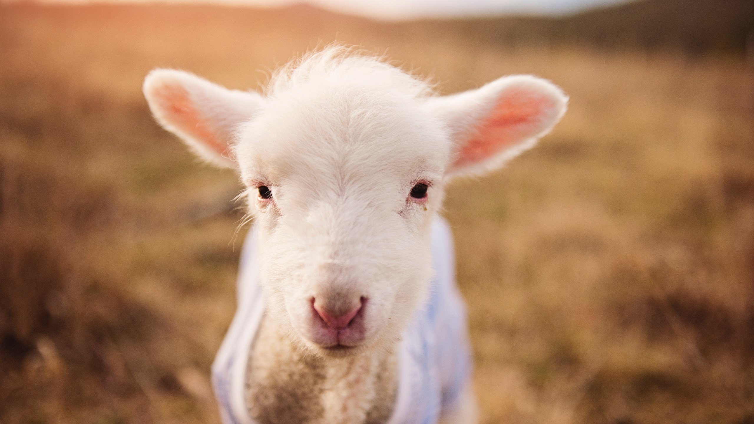 《青少年电竞赛事:培养未来职业选手的摇篮》,全国青少年电竞挑战赛