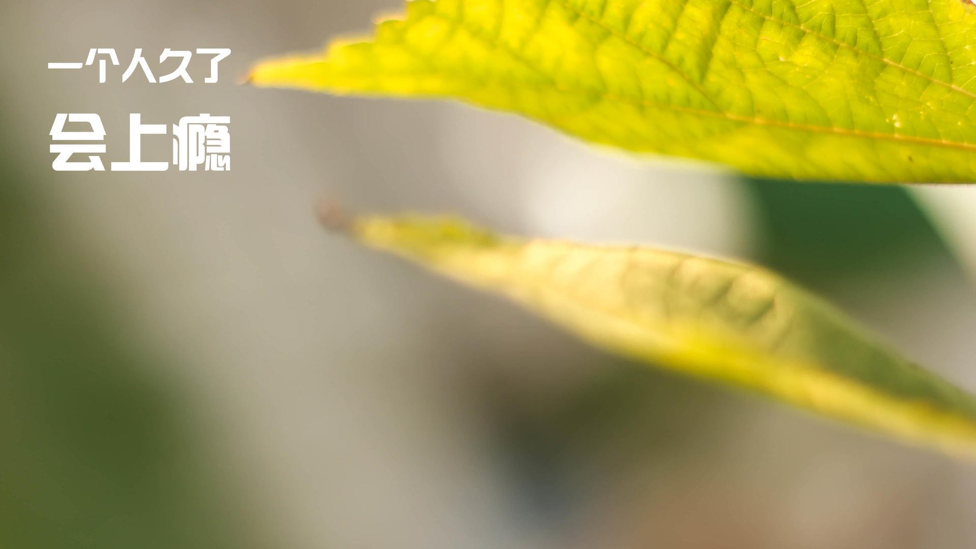 广场舞爱好者自发组织表演活动,广场舞爱好者自发组织表演活动