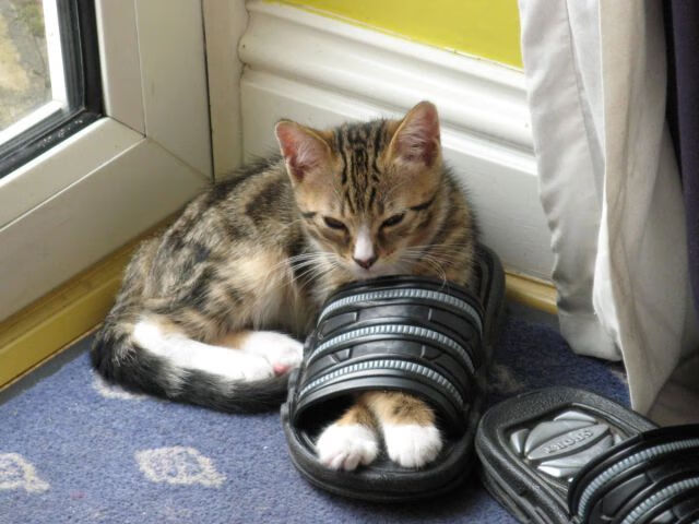 逆境中的团队默契显现:哪些战术更成功?,团队默契的基础是什么