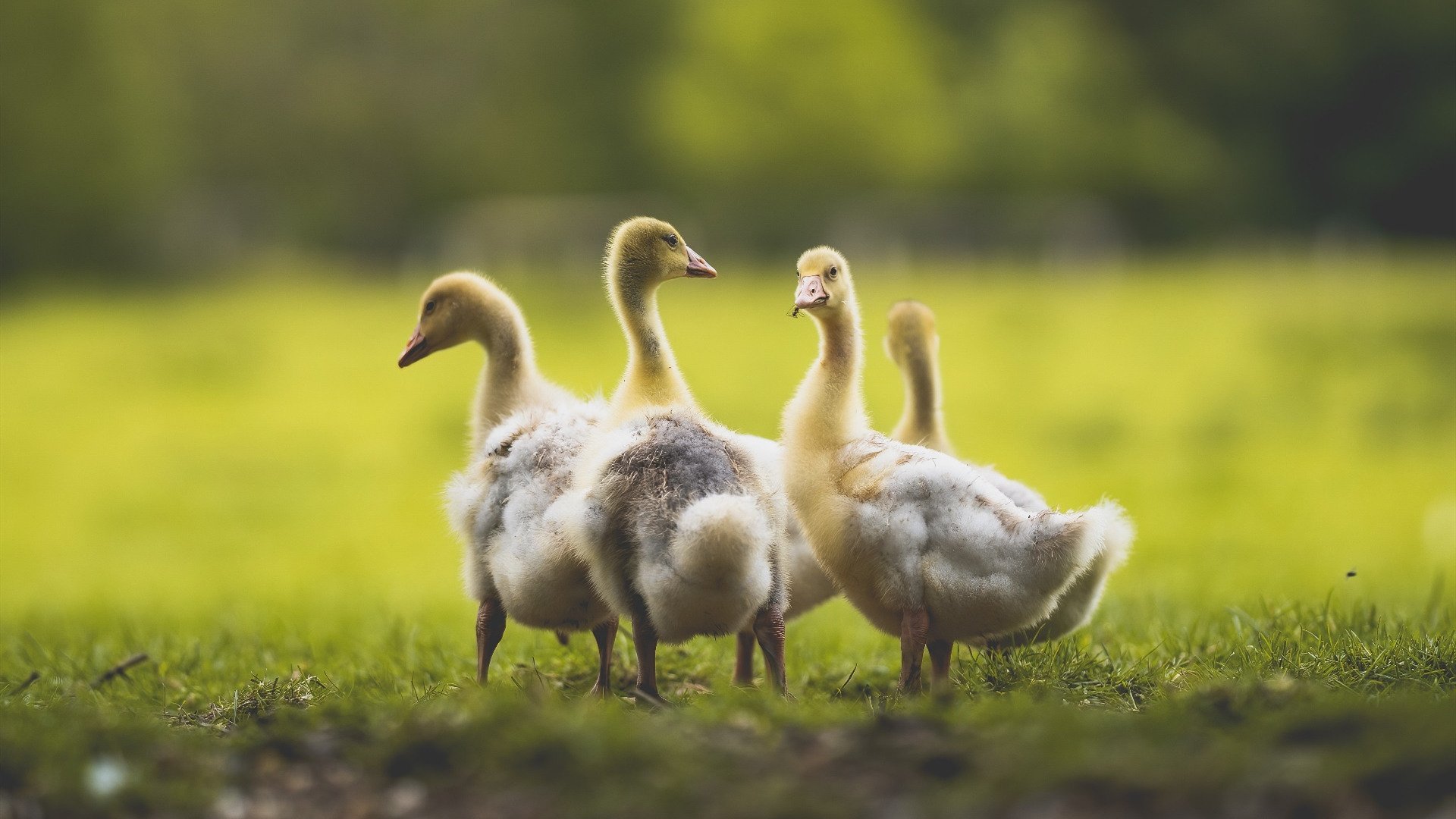 女足国际赛场再续佳话 中国队再创辉煌,女足国内联赛