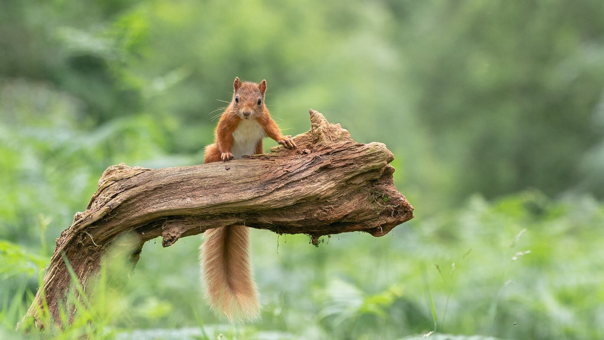 摩特迪弗客场不敌巴斯蒂亚，降级危机愈发严峻，迪摩f1