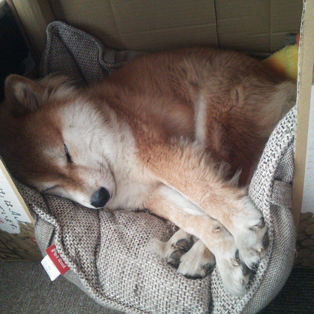 狼队逼平南安普顿,演绎惊心动魄之战,狼队和南安普顿比分预测