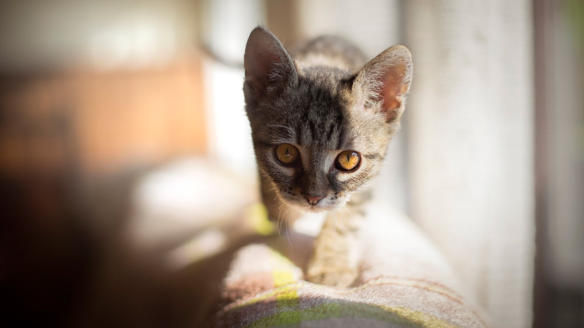 诺里奇城阵容年轻有活力,黄蜂军团全力冲超,诺里奇位置