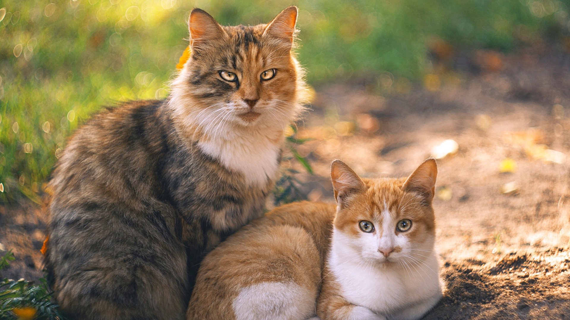 阿德莱德联扬威连胜晋级四强,阿德莱德联足球俱乐部
