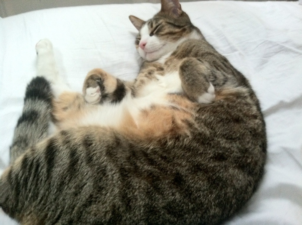 NBA球队后卫线组合分析,nba后卫球员名单大全