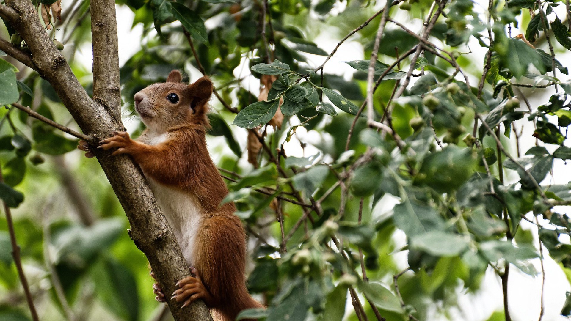 NBA球队训练营管理模式与绩效评估,nba训练营什么意思