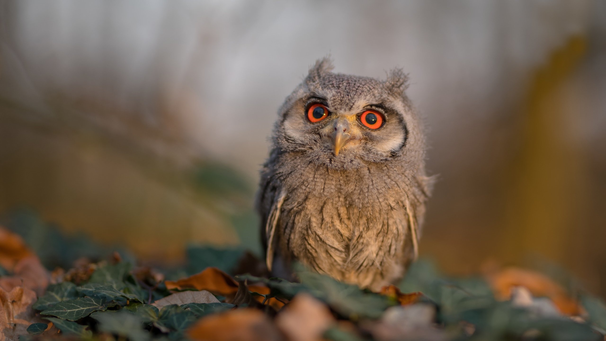 中国篮球运动员心理素质提升策略，篮球运动员的心理选材