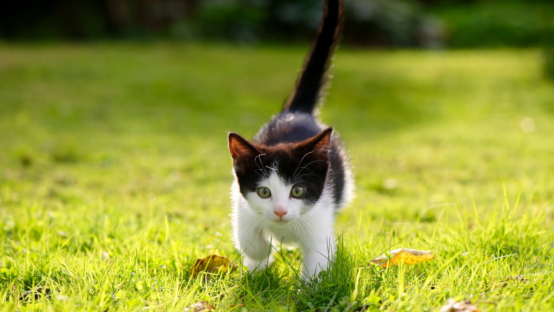 中国篮球青训教练员专业能力持续提升研究,全国篮球教练员岗位培训