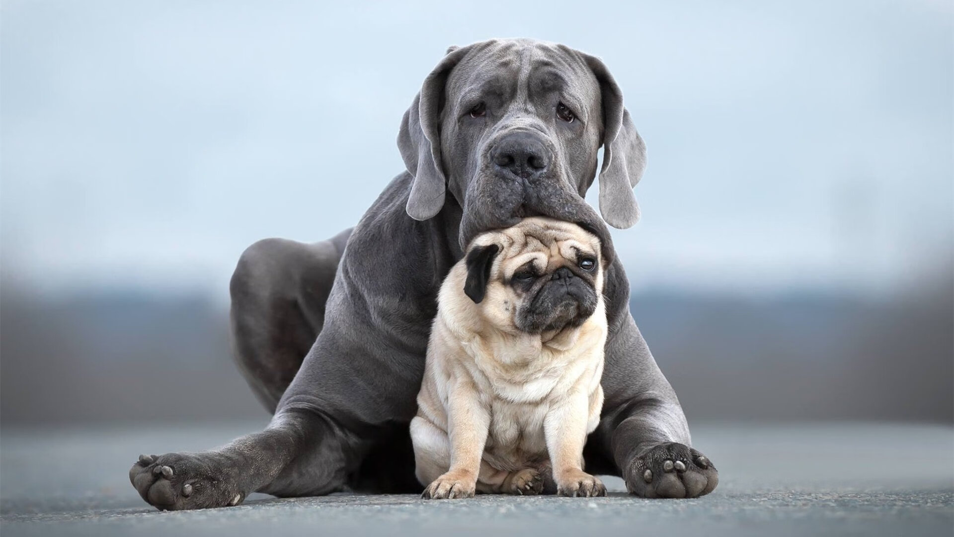 澳洲队用坚韧与协作书写辉煌篇章，澳大利亚队员